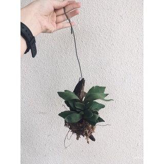 [Fern] Staghorn fern attach on wood indoor air purifier plant by LS Group园艺/内裤/帽子/鲜花/裙子/花园/母婴/头饰/生菜/手链/ WNFB