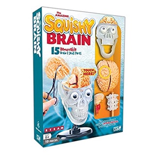 Amazing Squishy Brain -- General merchandiseสั่งเลย!! หนังสือภาษาอังกฤษมือ1 (New)