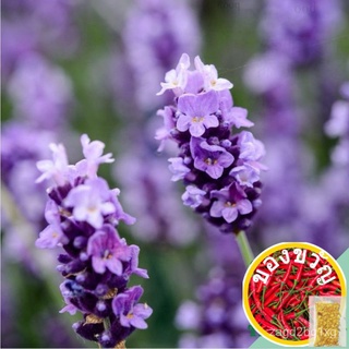 *Easy Plant* English Lavender Seed ลาเวนเดอร์เมล็ด flower seed Biji Benih Bungaเด็ก/ผักกาดหอม /มักกะโรนี/ผักชี/เมล็ดพืช/