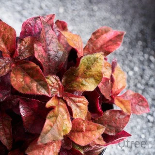 แดงชาลีหรือมณีล้อมเพชร ต้นไม้สู้แดดใบสีส้มแดงตลอดปีสีเจ้มจ้น aerva red velvet
