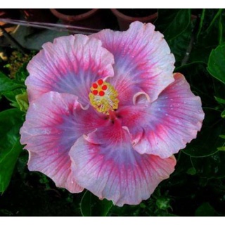 เมล็ดพันธุ์ชบาไต้หวัน พิงค์ สวูน (Pink Swoon Taiwan Hibiscus Seed )บรรจุ 10 เมล็ด ของแท้ คุณภาพดี นำเข้าจากต่างประเทศ