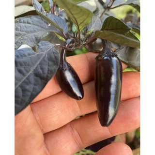 เมล็ดพันธุ์พริกดำ เคาท์ แดรกคิวล่า Count Dracula Peppers Seed บรรจุ 20 เมล็ด คุณภาพดี ของแท้ ราคาถูก