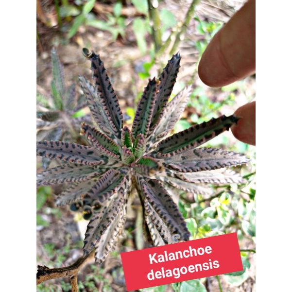 ต้นตีนจิ้งจก🦎(5ต้น=20) ไม้อวบน้ำเลี้ยงง่าย Kalanchoe delagoensis