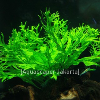 Kadaka Windelove | Windlov | Pteropus ไมโครซอรัม