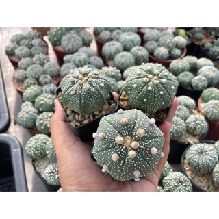 แอสโตร แอสโตรไฟตัม  แอสโตร super kabuto , Astrophytum  ราคาเบาๆขนาดกำลังน่ารักๆ กระถาง 2 นิ้ว หัวใหญ่ๆราคาเบาๆ