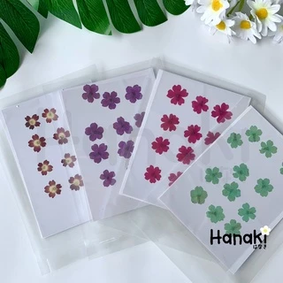 【พร้อมส่ง】ดอกเวอร์บีน่า ดอกเวอร์บีน่าทับ ดอกไม้ทับแห้ง ดอกไม้จริงทับแห้ง Pressed Flowers💐