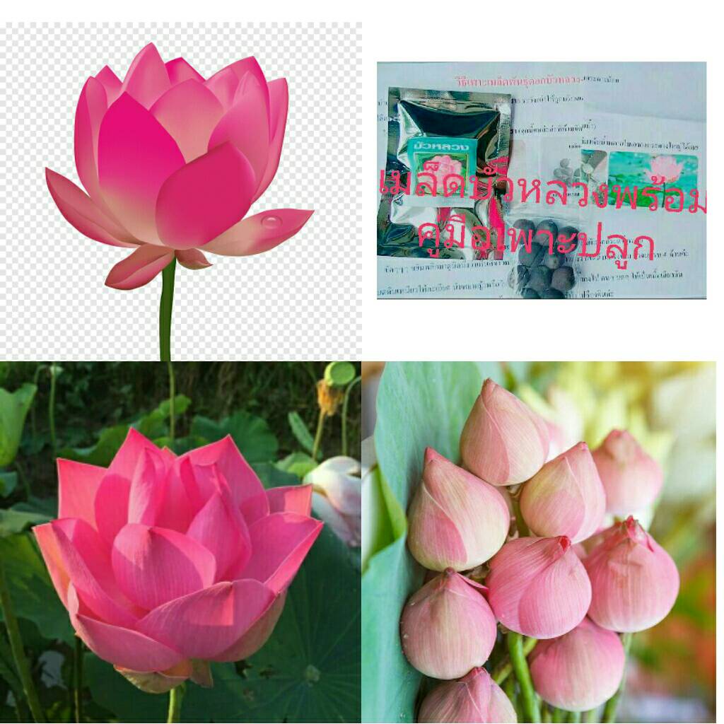 (ซื้อ 3แถม1) เมล็ดบัวหลวงชมพูพร้อมคู่มือเพาะปลูก1ชุด10เมล็ดปลูกง่ายมาก
