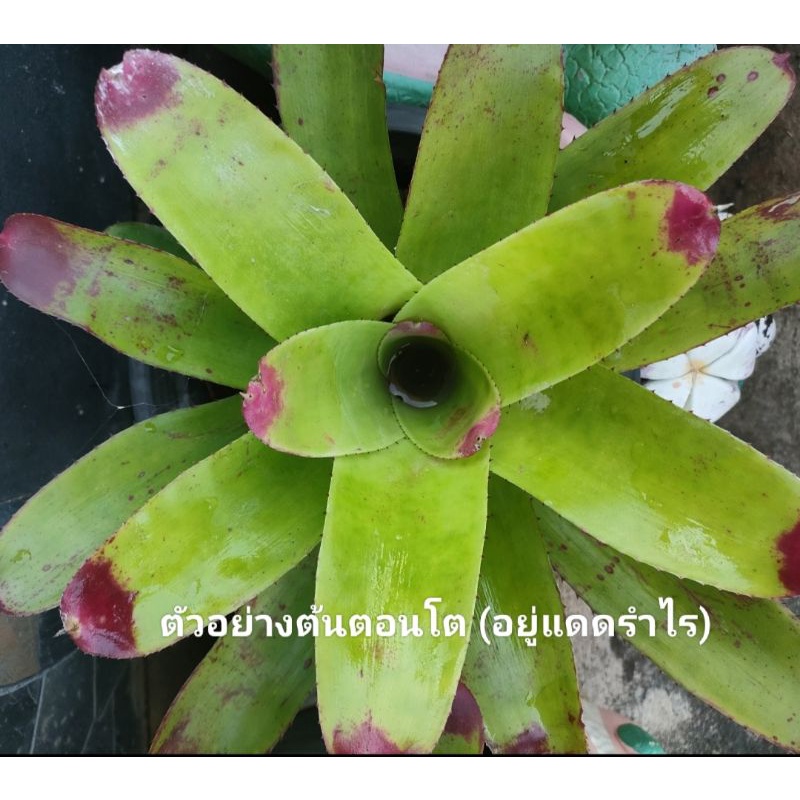 สับปะรดสีนีโอซันคิงไม้แดดสวยๆ - รูปที่ 7