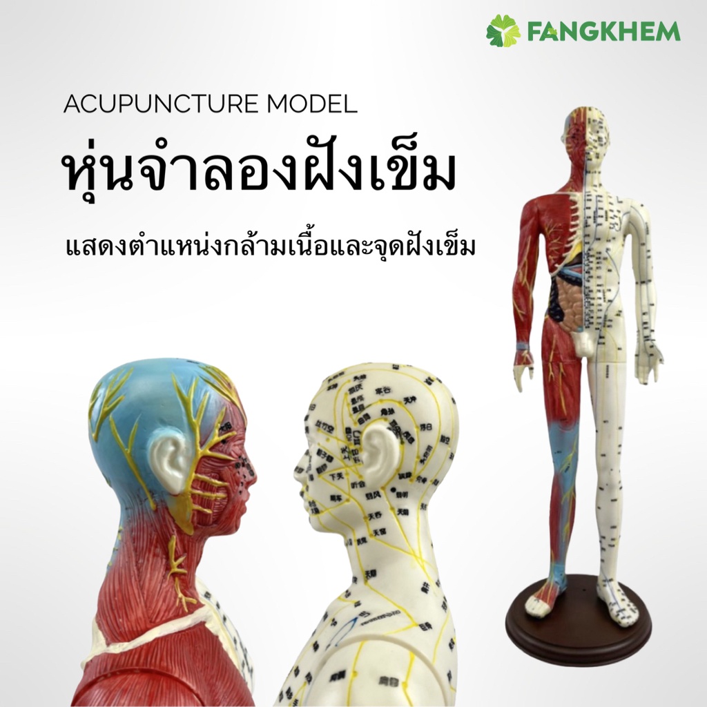 หุ่นจำลองจุดฝังเข็ม 65cm (รวมฐาน) หุ่นกล้ามเนื้อแสดงตำแหน่งฝังเข็ม ภาษาจีนหรือภาษาอังกฤษ Acupuncture Model By Fangkhem
