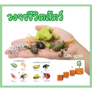 โมเดลวงจรชีวิตสัตว์ animal life cycle