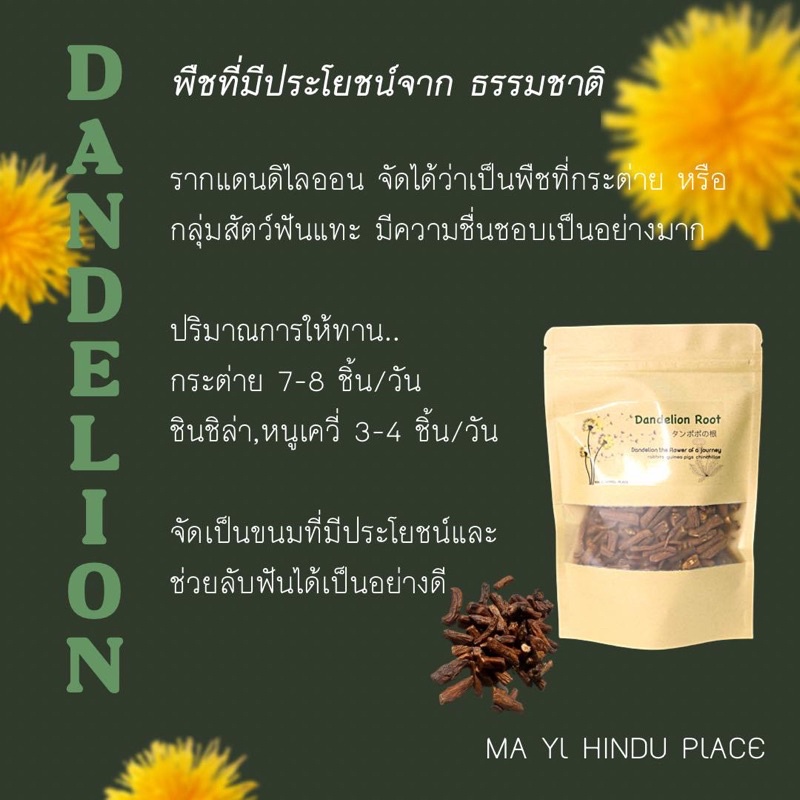 รากเเดนดิไลออน Dandelion root พร้อมส่ง