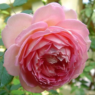 เมล็ดพันธุ์ กุหลาบ พันธุ์ Jubilee Celebration Rose Seeds ดอกใหญ่ นำเข้าจากต่างประเทศ 30 เมล็ด