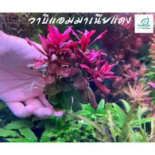 วาบิแอมมาเนียแดง Ammannia gracilis : วาบิไม้ข้อสีแดงเข้ม สำหรับปลูกวางหลังตู้