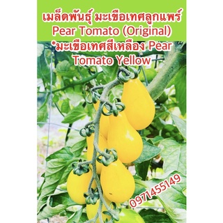 เมล็ดพันธุ์ มะเขือเทศลูกแพร์ Pear Tomato (Original) *มะเขือเทศสีเหลือง Pear Tomato Yellow สายพันธุ์ OP จำนวน100เมล็ด