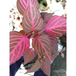 Bloodleaf Plant/ Iresine ( Established Cutting)内裤/苹果/花园/儿童/木瓜/裙子/园艺/头饰/香菜/鲜花/ YF0Z