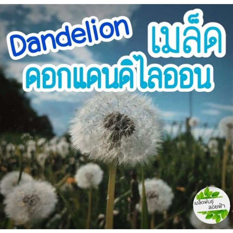 เมล็ดพันธุ์ ดอกแดนดิไลออน 20 เมล็ด Dandelion Seeds เมล็ดพันธุ์แท้นำเข้าจากต่างประเทศ – โปรปัง