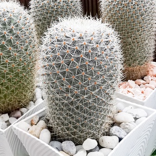 mammillaria geminispina​ ขนาด 5 cm. ไซส์ใหญ่สวย