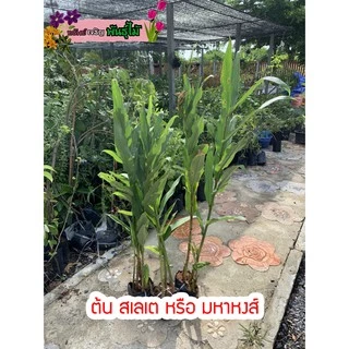 ต้นสเลเตหรือมหาหงส์ 1 ถุงมี3-8ต้น สีขาวสีส้มสีเหลืองสีขาวใส้เหลือง ส่งเป็นต้น พร้อมออกดอกแล้ว พร้อมส่ง