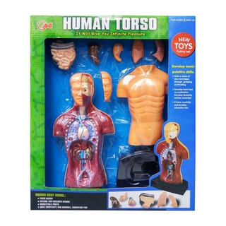 Human Torso(ชุดโมเดลร่างกาย)