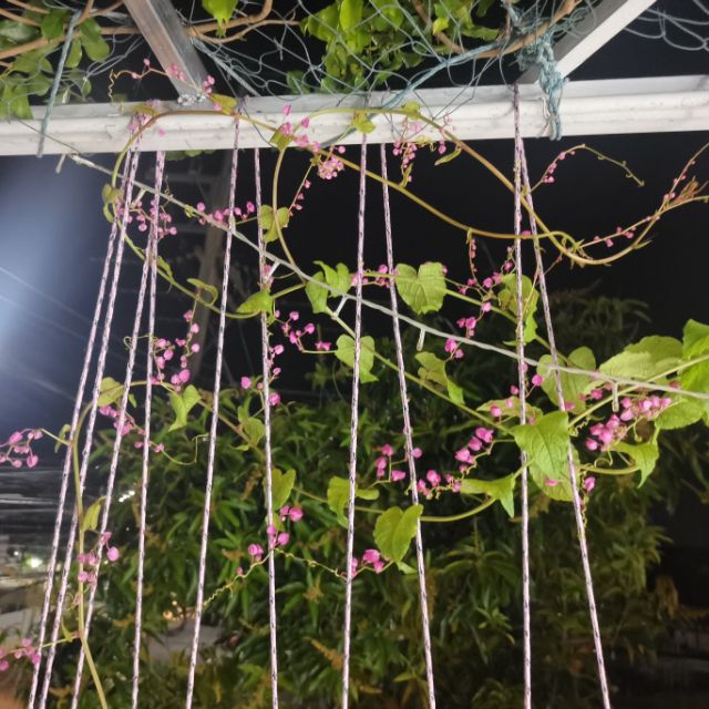 เมล็ดพวงชมพู ไม้เลื้อย ซุ้มบังแดด ดอกไม้กินได้