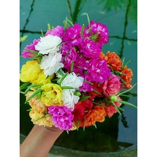 แพรเซี่ยงไฮ้ (ตัดกิ่งสดยาวอวบ 125 กิ่ง คละทุกสี)ดอกคุณนายตื่นสาย ดอกแพรเซี่ยงไฮ้ (ขนาดบรรจุ 800-850 กรัมเต็มกล่องไซส์ B)