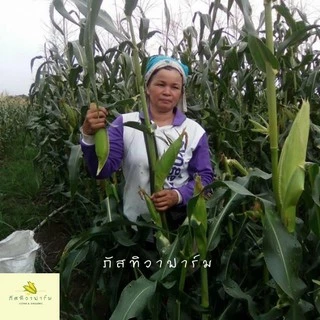 🌽พร้อมส่ง🌽ข้าวโพดข้าวเหนียว เกรดส่งห้าง รสชาติเหนียวหนึบ หวาน อร่อย สินค้า OTOP ไร่ภัสทิวา ตัดสดใหม่ทุกวัน