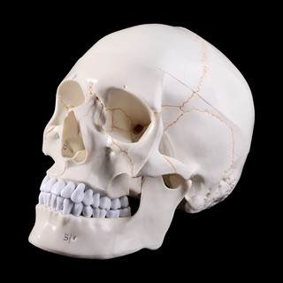 *❤❤Life Size Human Skull Model Anatomical Medical Teaching Skeleton Head