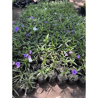 ต้นฟ้าประทานพร ต้นต้อยติ่ง  Brittons Wild Petunia/Mexican Bluebell/Mexican Petunia ruellias, wild petunias