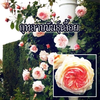 🌺เมล็ดพันธุ์🌺 กุหลาบเลื้อย นำเข้าจากอังกฤษ🏡