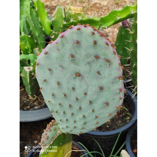 Opuntia violacea var. santarita