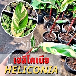 (1 ต้น)พร้อมจัดส่ง ต้นเฮลิโคเนียด่างลายฟลอริด้า Variegated heliconia ต้นธรรมรักษา ไม้ฟอกอากาศ คละความสูง/ต้น ส่งยกกระถาง