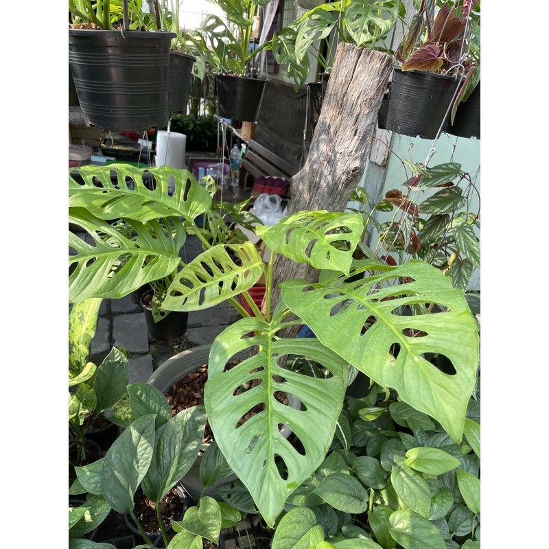 Hot Monstera Lechleriana à¸¡à¸­à¸™à¸ªà¹€à¸•à¸­à¸£ à¸² à¹€à¸¥à¸„à¹€à¸Šà¸­à¹€à¸£ à¸¢à¸™ à¸² à¹€à¸¡à¸¥ à¸