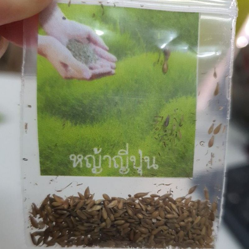 หญ้าญี่ปุ่น📌ถูกที่สุด10บ.📌เมล็ดพันธุ์หญ้าญี่ปุ่น 300 เมล็ด🌱ปลูกง่าย🌱โตไว🌱ปลูกครั้งเดียวอยู่ได้นาน - รูปที่ 2