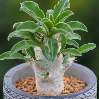 Pachypodium saundersii เมล็ดละ7บาท!!