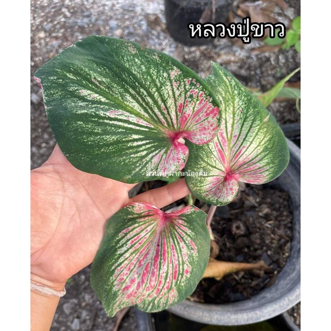 บอนสี หลวงปู่ขาว ไม้ประดับ