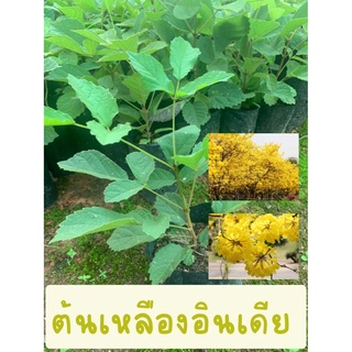 ต้นเหลืองอินเดีย 1 ต้นพร้อมส่ง