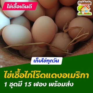 ไข่เชื้อไก่โร๊ดไอส์แลนด์เรด อเมริกา สำหรับการฟัก 15 ฟอง