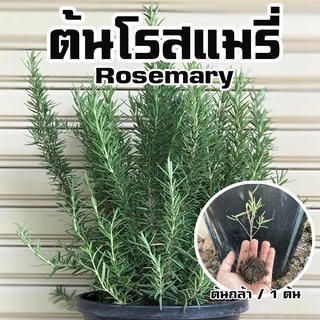 ต้นโรสแมรี่ - Rosemary / 1ต้น