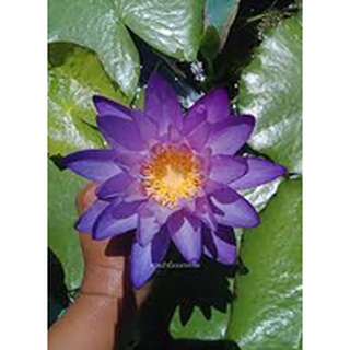 เมล็ดบัวจิ๋ว (Water lily) สีม่วง 5 เมล็ด