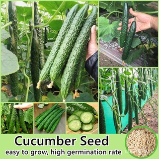 ถูก ใหม่ สายพันธุ์(50เมล็ด/ห่อ) เมล็ดพันธุ์ แตงกวา Cucumber Seed Vegetable Seeds for Planting เมล็ดผักต่างๆ เมล็ดพันธ XK