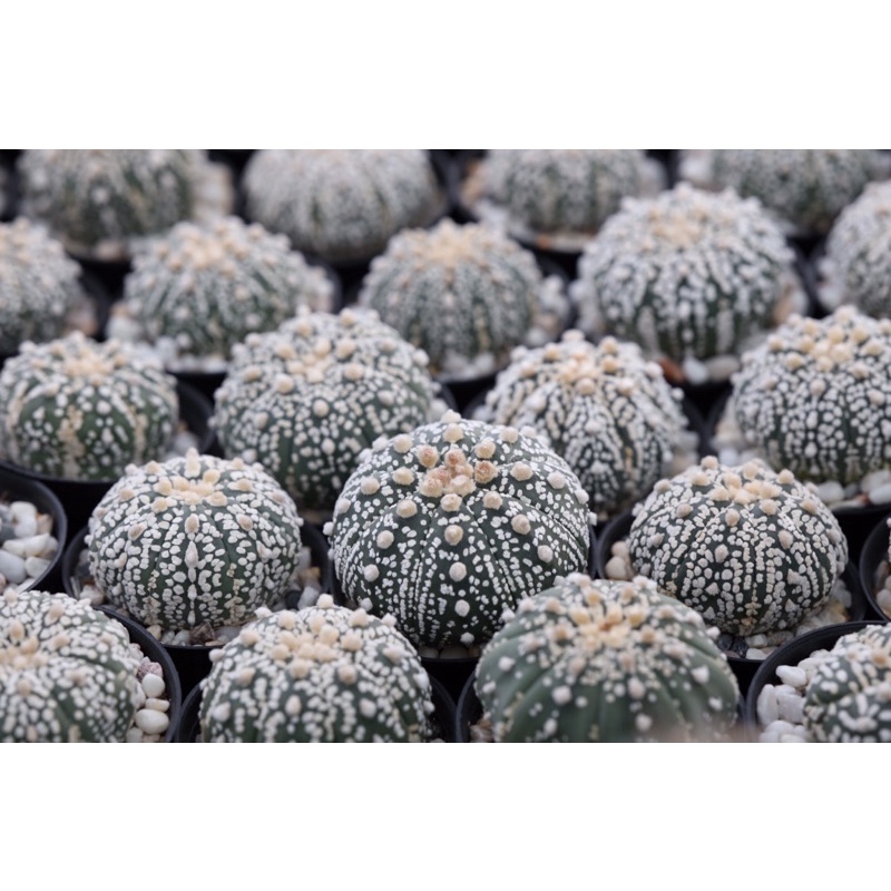 🌵 กระบองเพชร cactus Astrophytum Asterias ’Super Kabuto’ (แอสโตรซุปเปอร์คาบูโตะ) ไซส์ให้ดอก [ส่งทั้งก