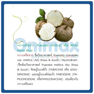 สารสกัด กวาวเครือขาว Kwao Krua extract 500ml.