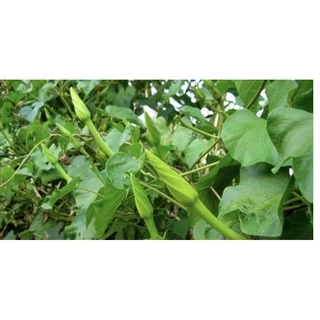 เมล็ดพันธุ์ เมล็ดดอกชมจันทร์ 2เมล็ด[10 แถม 1 คละได้]