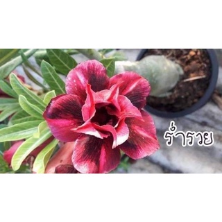 12 เมล็ด เมล็ดพันธุ์ ชวนชม สายพันธุ์ไต้หวัน ดอกสีม่วง Adenium Seeds