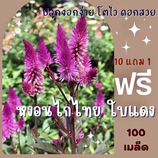 เมล็ดพันธ์ุ ดอกหงอนไก่(ใบแดง) สีบานเย็น 500 เมล็ด หงอนไก่ ✅ราคาถูก🪴ปลูกง่าย 🔥ซื้อ10แถม1 คละได้🔥