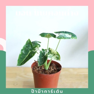 Alocasia frydek variegated ไม้ Rare หายาก