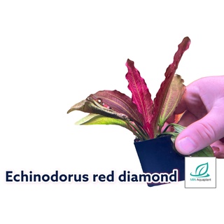 Echinodorus red diamond : ต้นอะเมซอนสีแดงเลี้ยงง่าย ใบเป็นเกลียว ต้นไม้น้ำ ต้นไม้ปลูกในตู้ปลา