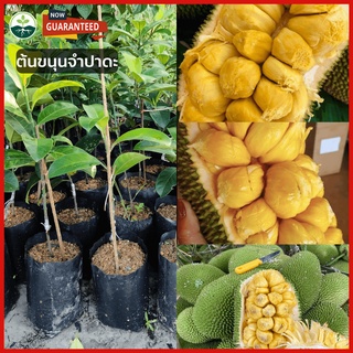 🌱 ต้นขนุนจำปาดะนำเข้าจากมาเลเซีย🌱มาตรฐานเช่น F1 อร่อยกลมกล่อมออกผลมากขึ้น ให้ผลผลิตสูง