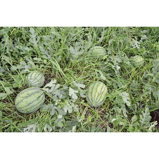 เมล็ดแตงโมสายน้ำผึ้ง  เมล็ดพันธุ์แตงโมสายน้ำผึ้ง แตงโมเหลือง yellowwatermelonบุรุษ/กางเกง/เสื้อ/สร้อยข้อมือ/seeds/ทานตะว