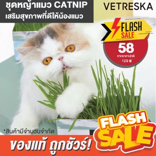 ราคา[ของแท้]🔥ถูกสุด! พร้อมส่ง🔥Vetreska ชุดหญ้าแมว CATNIP พร้อมปลูก ช่วยให้น้องแมวสุขภาพดี